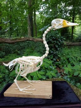 skelet, skeletten, dieren skelet, vogel, eens, roofvogel, uil, taxidermy, opgezet - 2