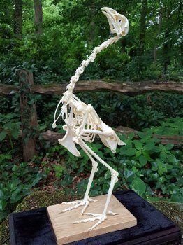 skelet, skeletten, dieren skelet, vogel, eens, roofvogel, uil, taxidermy, opgezet - 3