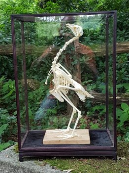 skelet, skeletten, dieren skelet, vogel, eens, roofvogel, uil, taxidermy, opgezet - 4