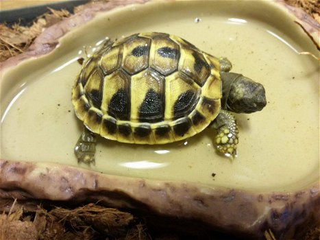 Schildpad schildpadden Griekse landschildpad - 1