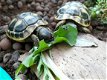 Schildpad schildpadden Griekse landschildpad - 2 - Thumbnail