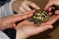Schildpad schildpadden Griekse landschildpad - 4 - Thumbnail