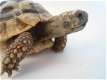 Schildpad schildpadden Griekse landschildpad - 6 - Thumbnail