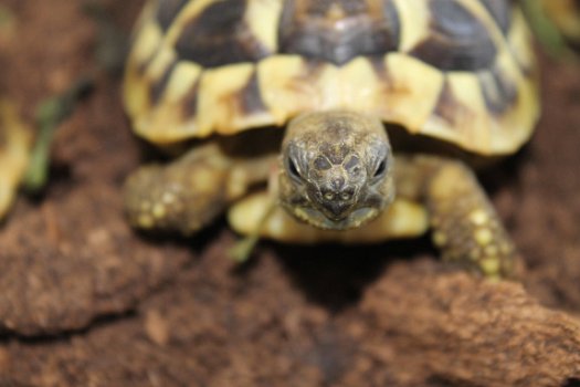 Schildpad schildpadden Griekse landschildpad - 7