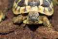 Schildpad schildpadden Griekse landschildpad - 7 - Thumbnail