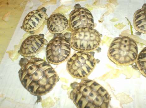 Schildpad schildpadden Griekse landschildpad - 8