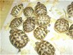 Schildpad schildpadden Griekse landschildpad - 8 - Thumbnail