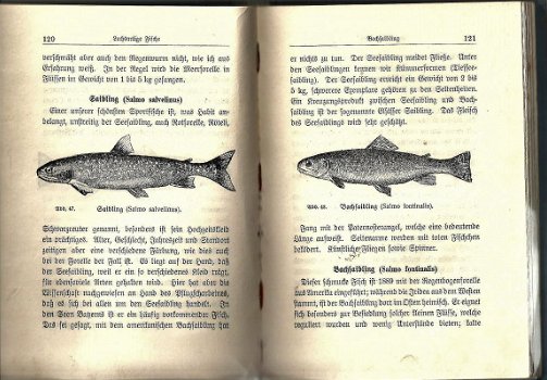 Fischwaid in Deutschen Binnengewässern - Anleitg. zur Sportfischerei (1927) - 3
