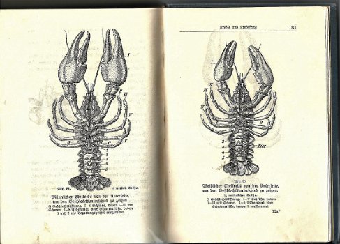 Fischwaid in Deutschen Binnengewässern - Anleitg. zur Sportfischerei (1927) - 5