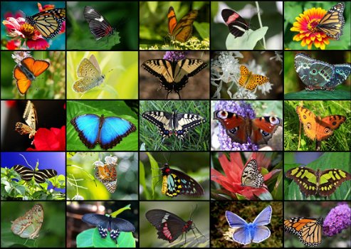 Grafika - Collage Butterflies - 1000 Stukjes Nieuw - 1