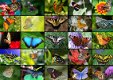 Grafika - Collage Butterflies - 1000 Stukjes Nieuw - 1 - Thumbnail