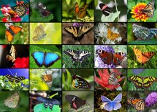 Grafika - Collage Butterflies - 1000 Stukjes Nieuw