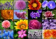 Grafika - Collage Spring Flowers - 1000 Stukjes Nieuw - 1 - Thumbnail