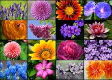 Grafika - Collage Spring Flowers - 1000 Stukjes Nieuw