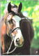 Nederland te paard 1997 door Claartje van Andel & Ter Horst - 1 - Thumbnail