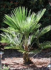 Winterhard Palmzaad: 25 x Trachycarpus Nanital - nr. 1