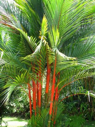 Palm, banaan, Oleander zaad - nr. 1