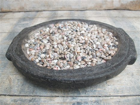 Umbonium vestiarium schelpen per 0,5 kg - 1