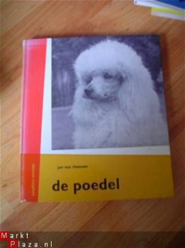 De poedel door Jan van Rheenen - 1