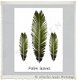 Botanische kaart linnen karton Palm leaves 10.5x15cm - 1 - Thumbnail