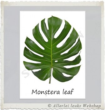 Botanische kaart linnen karton Monstera leaf - 1