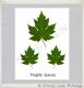 Botanische kaart linnen karton Monstera leaf - 5 - Thumbnail