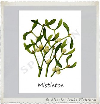 Botanische kaart linnen karton Monstera leaf - 6