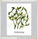 Botanische kaart linnen karton Monstera leaf - 6 - Thumbnail