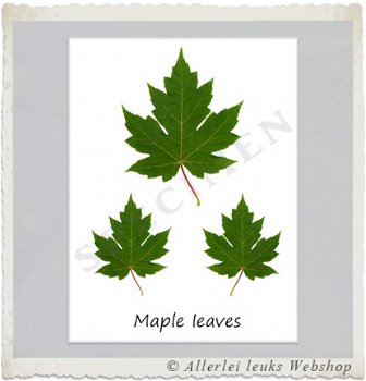 Botanische kaart linnen karton Maple leaves 10.5x15cm - 1