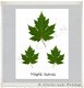 Botanische kaart linnen karton Maple leaves 10.5x15cm - 1 - Thumbnail