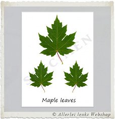 Botanische kaart linnen karton Maple leaves 10.5x15cm