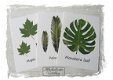Botanische kaart linnen karton Maple leaves 10.5x15cm - 6 - Thumbnail