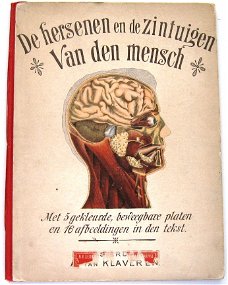 De Hersenen en de Zintuigen van den Mensch (c.1900) Coronel