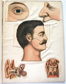 De Hersenen en de Zintuigen van den Mensch (c.1900) Coronel - 2