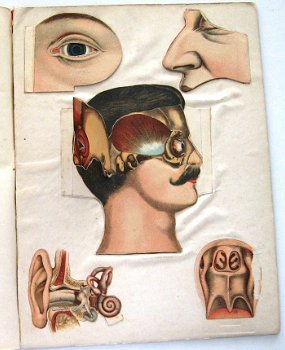 De Hersenen en de Zintuigen van den Mensch (c.1900) Coronel - 3
