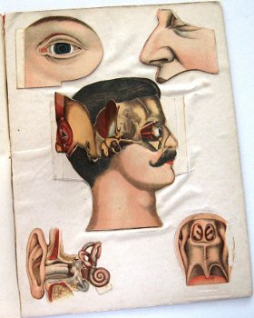 De Hersenen en de Zintuigen van den Mensch (c.1900) Coronel - 4