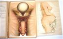 Handboek voor Gehuwden (c1900) Geslachtsorganen Zwangerschap - 6 - Thumbnail