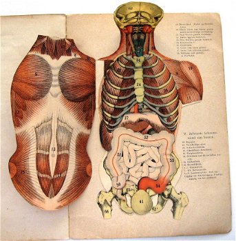 De Mensch 1892 Ebenhoech Beweegbare platen anatomie - 1