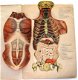 De Mensch 1892 Ebenhoech Beweegbare platen anatomie - 1 - Thumbnail