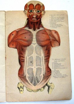 De Mensch 1892 Ebenhoech Beweegbare platen anatomie - 2