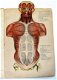 De Mensch 1892 Ebenhoech Beweegbare platen anatomie - 2 - Thumbnail