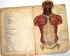 De Mensch 1892 Ebenhoech Beweegbare platen anatomie - 5 - Thumbnail