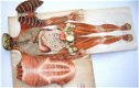 Le Corps Humain - Ebenhoech - Anatomie Beweegbare platen - 1 - Thumbnail
