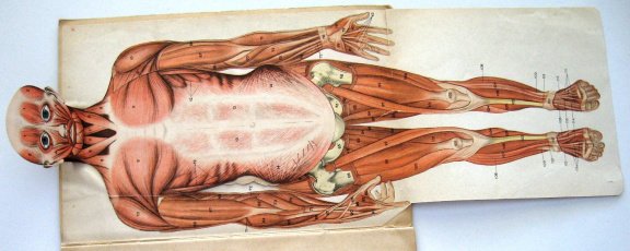 Le Corps Humain - Ebenhoech - Anatomie Beweegbare platen - 3