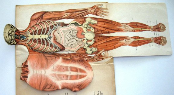 Le Corps Humain - Ebenhoech - Anatomie Beweegbare platen - 4