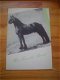 Het Friesche paard door Fokvereniging Het Friesche paard - 1 - Thumbnail