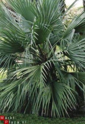 Palmzaden: 25 x Nannorrhops Ritchiana - nr. 1
