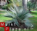 Palmzaden: 25 x Nannorrhops Ritchiana - Afbeelding 2