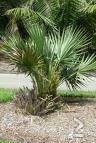 Winterhard palm boom zaad: 25 x Sabal Minor - nr. 1