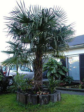 Palm, banaan, 3 x Oleander en zijdeboom zaden - nr. 1
